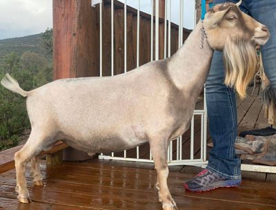 NIgerian dwarf dairy goats for sale in colorado